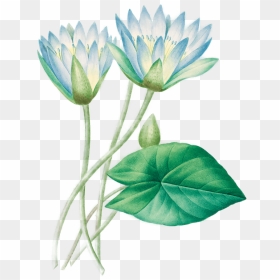Illustration Of A Lotus Flower - Photograph, HD Png Download - white lotus png