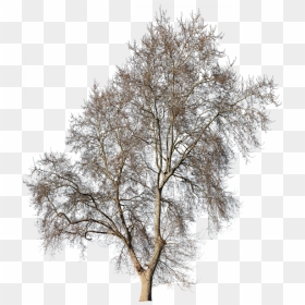 Types Of Architecture Drawing Trees, HD Png Download - winter trees png