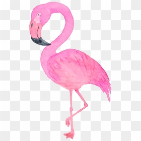 Flamingo In Winter Hat, HD Png Download - watercolor feather png