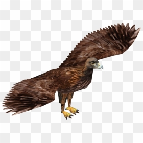 Golden Eagle - Zoo Tycoon 2 Eagle, HD Png Download - golden eagle png