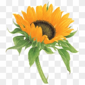 Vincent Jeannerot, HD Png Download - watercolor sunflower png