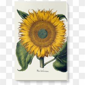 Florilegium, HD Png Download - watercolor sunflower png