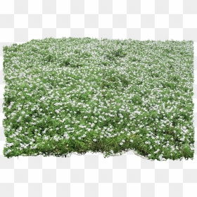 Ground Cover Transparent, HD Png Download - groundcover png