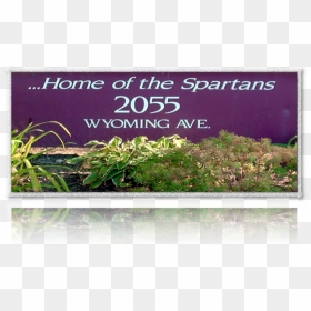 Home Of The Spartans Grass - Grass, HD Png Download - groundcover png