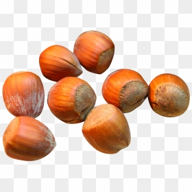 Hazelnut Png Image - Hazelnut Png, Transparent Png - hazelnut png