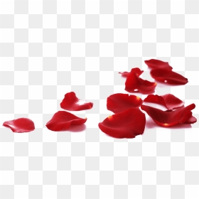 15 Rose Petals On Floor Png For Free Download On Mbtskoudsalg - Red Rose Petals Png, Transparent Png - white rose petals png