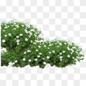 Pure Li Fi Session / Bangermaster Dj Set / Visuals - Grass Garden Flowers Png, Transparent Png - groundcover png