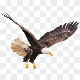 Cb Background Of Birds Eagle, HD Png Download - usa eagle png