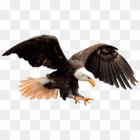 Eagle Photo For Editing, HD Png Download - usa eagle png