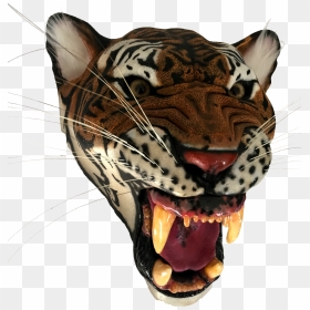 Transparent Tiger Roar Png - Bengal Tiger, Png Download - bengal tiger png