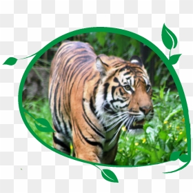Tiger Bengal Tiger - Siberian Tiger, HD Png Download - bengal tiger png