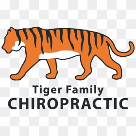 Chiropractor In Columbia, Mo - Bengal Tiger, HD Png Download - bengal tiger png