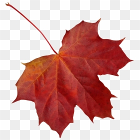 Maple Leaf, HD Png Download - red maple png