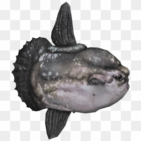 Ocean Sunfish Png, Transparent Png - swedish fish png