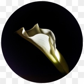 Flower Circle - Brass, HD Png Download - gold scroll png