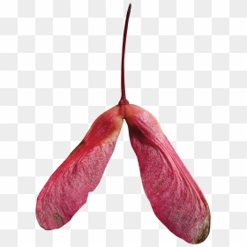 Maple Fruit Png, Transparent Png - red maple png