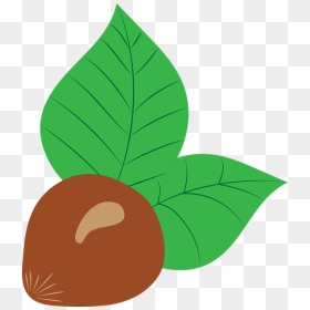 Hazelnut, HD Png Download - hazelnut png