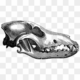 Wolf Skull , Png Download - Drawing Gray Wolf Skull, Transparent Png - wolf skull png