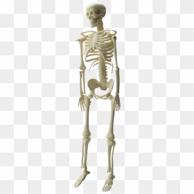 Skeleton Hd Photo Png Images - Kankal, Transparent Png - spooky skeleton png
