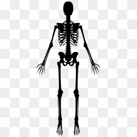 Skeleton Clipart Skeleton Rib - Human Skeleton Clipart Black And White, HD Png Download - spooky skeleton png