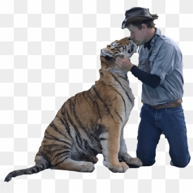 Randy The Tiger Man, HD Png Download - bengal tiger png