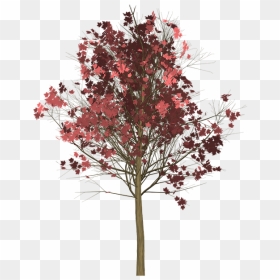 Japanese Maple Transparent Background, HD Png Download - red maple png