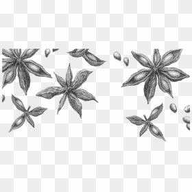 Star Anise Rev Sketch - Sketch Star Anise Drawing, HD Png Download - star drawing png