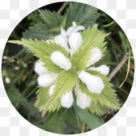 White Dead Nettle, One Of The Herbs In Wylde One - Corchorus, HD Png Download - groundcover png