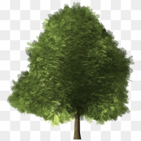 Maple Tree Maple Tree Green Png Image - Broad Leaved Trees, Transparent Png - red maple png