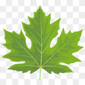 Big Leaf Maple Green Leaf Clipart - Clip Art, HD Png Download - red maple png