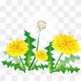 Hand Painted Dandelion Vector Material - Dandelion, HD Png Download - dandelion vector png
