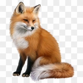 Fox Png, Transparent Png - baby fox png