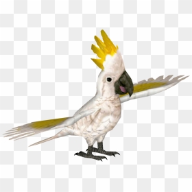 Greater Sulphur Crested Cockatoo - Sulphur-crested Cockatoo, HD Png Download - cockatoo png