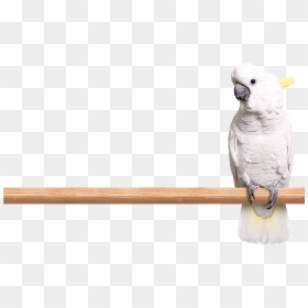 Photo Of A White Cockatoo Perched On A Limb - Sulphur-crested Cockatoo, HD Png Download - cockatoo png