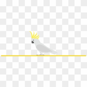 The Average Longevity Of A Cockatoos Parrot Is 50 To - Sulphur-crested Cockatoo, HD Png Download - cockatoo png