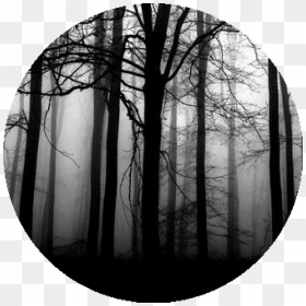 #black #black&white #blackicon #circle #blackcircle - Dark Forest, HD Png Download - dark tree png