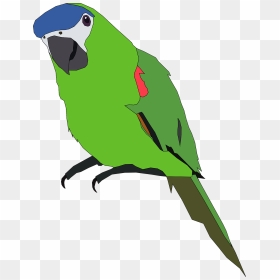 Forest Clipart Parrot - Green Parrot Clip Art, HD Png Download - forest clipart png