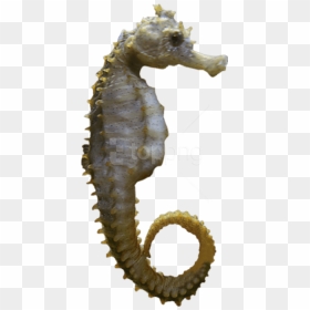 Free Png Download Seahorse Sideview Png Images Background - Морской Конек Пнг, Transparent Png - sea horse png
