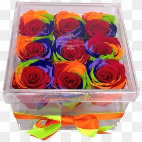 Preserved Rainbow Roses In Acrylic Box - Garden Roses, HD Png Download - rainbow flower crown png