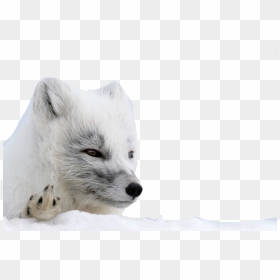 Arctic Fox Png Background - White Fox Transparent Background, Png Download - arctic fox png