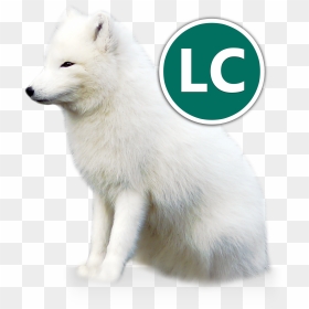 Arctic Fox Icon Conservation - Fox, HD Png Download - arctic fox png
