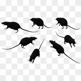 Clipart Rats , Png Download - Rats Clipart Black And White, Transparent Png - rats png