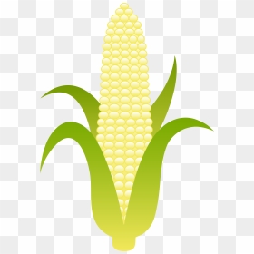 Ear Of Sweet White Corn Free Clip Art - Illustration, HD Png Download - corn clipart png