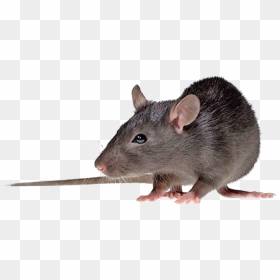 20828e00-nzwxn - Hantavirus, HD Png Download - rats png