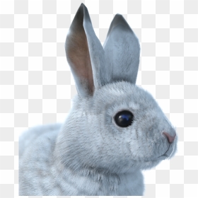 Thumb Image - Snowshoe Hare Png, Transparent Png - hare png