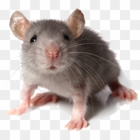 Mouse Looking At You, HD Png Download - rats png