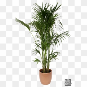 Office Plant Png - Howea Forsteriana Png, Transparent Png - office plant png