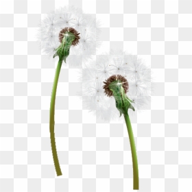 Dandelion Png Free Download, Transparent Png - dandelion vector png