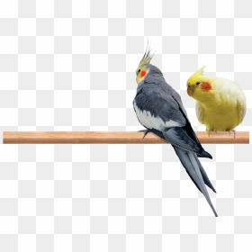 Cockatiel Png - Cockatiels - Lutino Cockatiel Png, Transparent Png - cockatoo png
