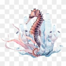 Seabed Seahorse Png Transparent - Watercolor Coral Seahorse, Png Download - sea horse png